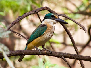 Sacred Kingfisher in New South Wales, Australia