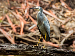 White-faced Heron in New South Wales, Australia