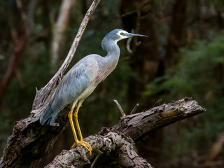 White-faced Heron in New South Wales, Australia