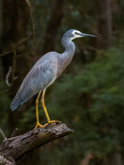 White-faced Heron in New South Wales, Australia