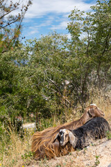 Two goats mother and kid in meadow with grass. Relationship between a mother and baby goat