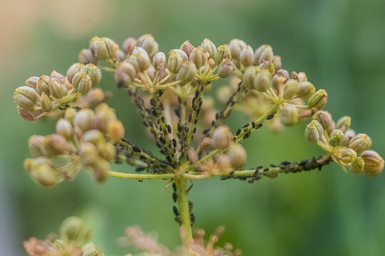 Natureza