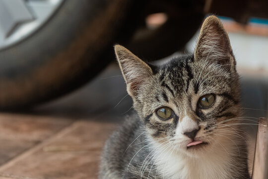 Gatinhos