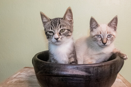 Gatinhos