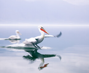 pelican in flight