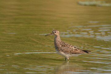 Pectoral Sandpiper