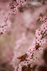 pink cherry blossom in spring