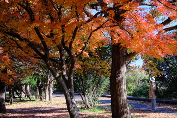 秋の風景　公園の紅葉