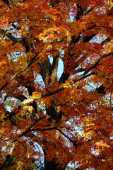 秋の風景　公園の紅葉