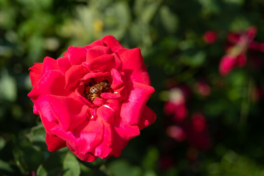 Red rose on the branch in the garden. Honey bee on red rose, beautiful sunny day, bee collects pollen, close up, flower bush