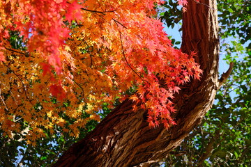 秋の風景　公園の紅葉