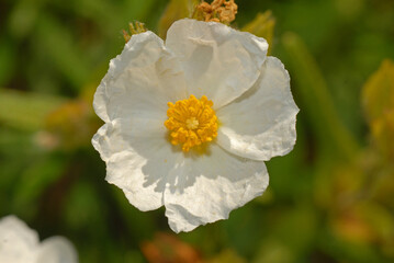 Cisto, Cistus monspeliensis L.