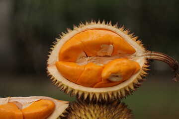 Durian Lai Kalimantan Local Fruit