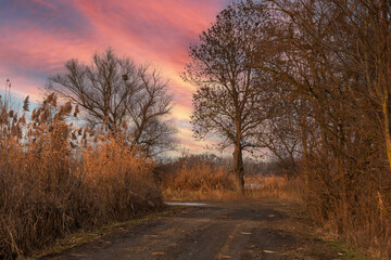 The landscape around the pond. Muddy dirt road and reeds. There are dramatic clouds in the sky.