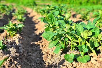 rows of young potatoes on a plantation, potatoes on a field in the sun