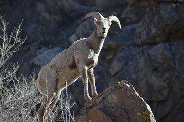 Bighorn sheep on rock