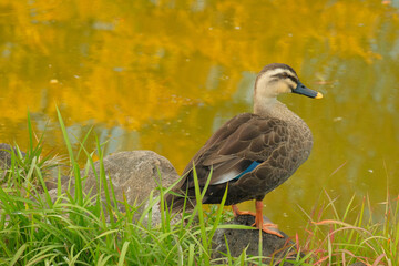 湖畔で休むカルガモ