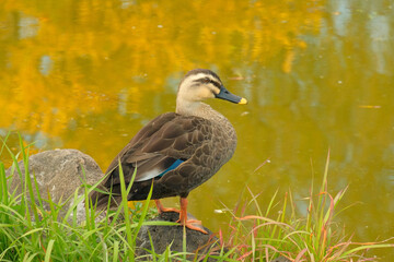 Fototapeta premium 湖畔で休むカルガモ