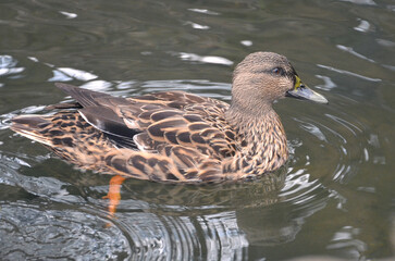 Closeup portrait of wild duck mallard(female) swimming in the water of park pond.