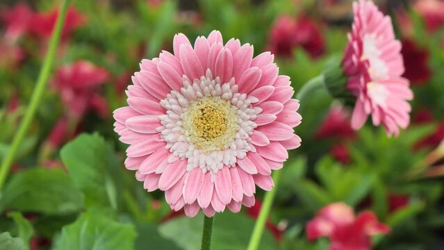 Pink Gerbera flower, a genus of plant in the Asteraceae (Compositae) family