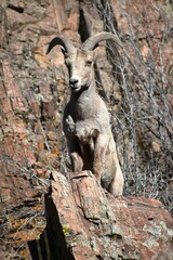 Obraz premium Bighorn sheep on rock
