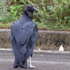 Black Vulture (Coragyps atratus), isolated, perched on the ground. square photo