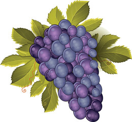 Cluster of Grapes with leaves realistic looking vector illustration clip art