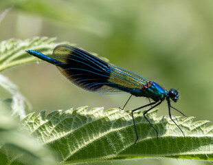 Banded demoiselle macro. Damsel fly.
