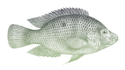 Green guapote mayaheros beani, tropical freshwater fish from Central America