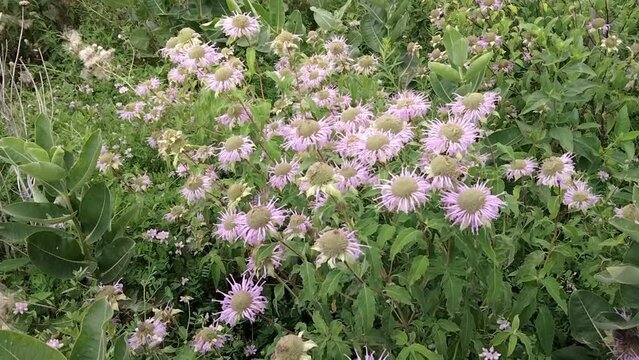 A field in the park full of Wild Bergamot also called Bee Balm.