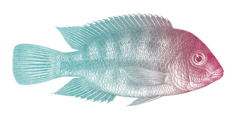 Marble fenestratus cichlid vieja fenestrata, tropical freshwater fish from North America
