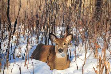 white tail deer resting in winter forest
