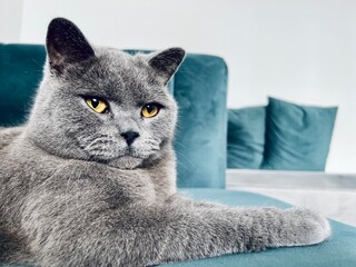 Majestic blue British shorthair cat closeup