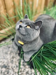 Funny cat relaxing in a planter with tall grass