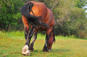 tail end of Clydesdale horse grazing in the meadow