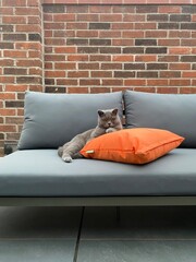 Cute cat chilling on the sofa in the garden