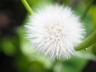 Obraz premium 綿毛, Puffball