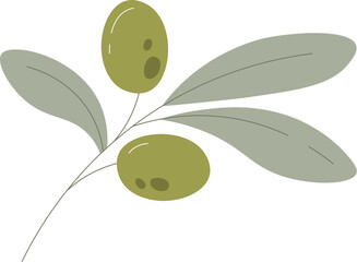 Olive fruits on branch with leaves