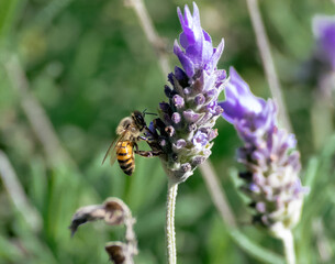 bee on a flower