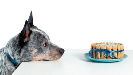 Australian cattle dog or blue heeler watching at birthday cake isolated on white. Copy space