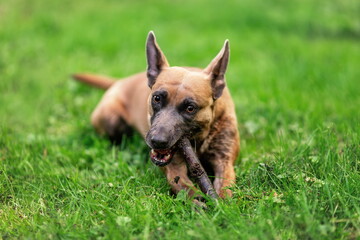 Funny dog of belgian malinois breed chewing wooden stick outdoors
