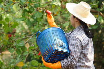 Asian gardener is working and harvesting cashew apple fruits in garden. Concept, agriculture...