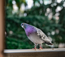 Pigeon looking fuuny at the camera