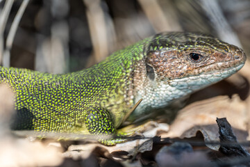 Fototapeta premium European male green lizard coming out of his home