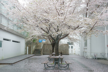雨上がりの満開の桜と散り花