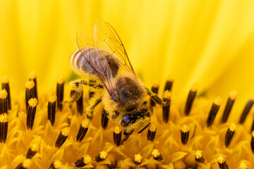 organic food and summertime, bee collecting honey on a sunflower