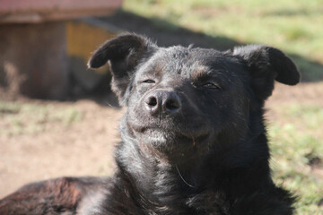 Fototapeta premium Perros X