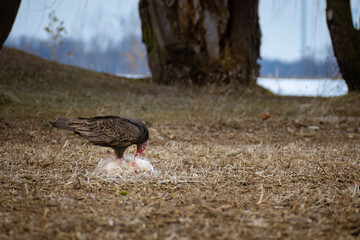 Turkey Vulture eating Possum