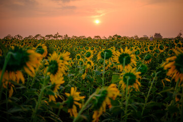 Fototapeta premium field of sunflowers at sunset