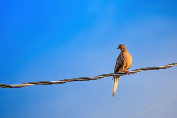 Mourning Dove on wire